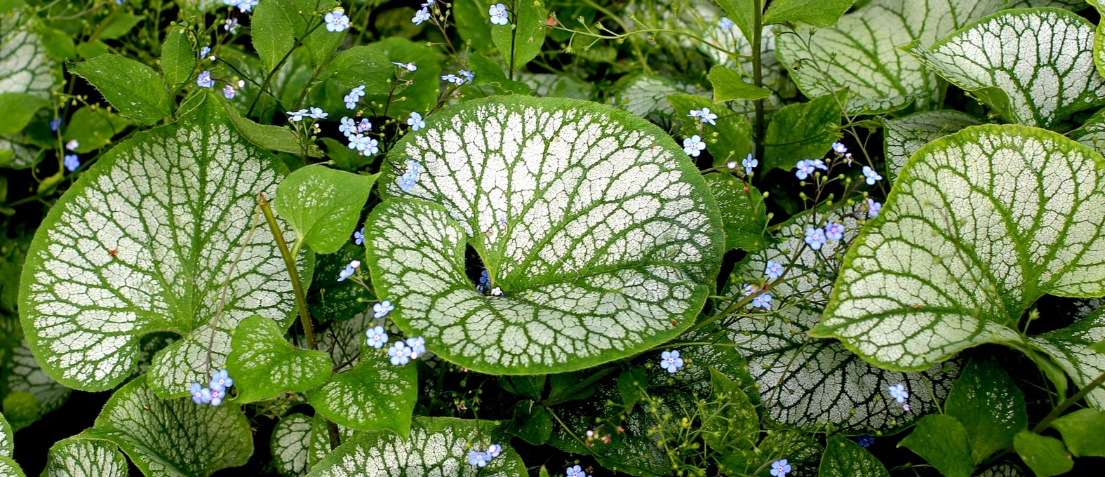 Brunnera, Caucasian Forget-me-not