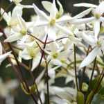 Evergreen clematis: how to choose, plant and grow?