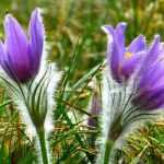 10 perennial plants with early spring flowering