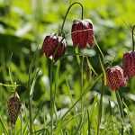 Succeeding in planting fritillaries