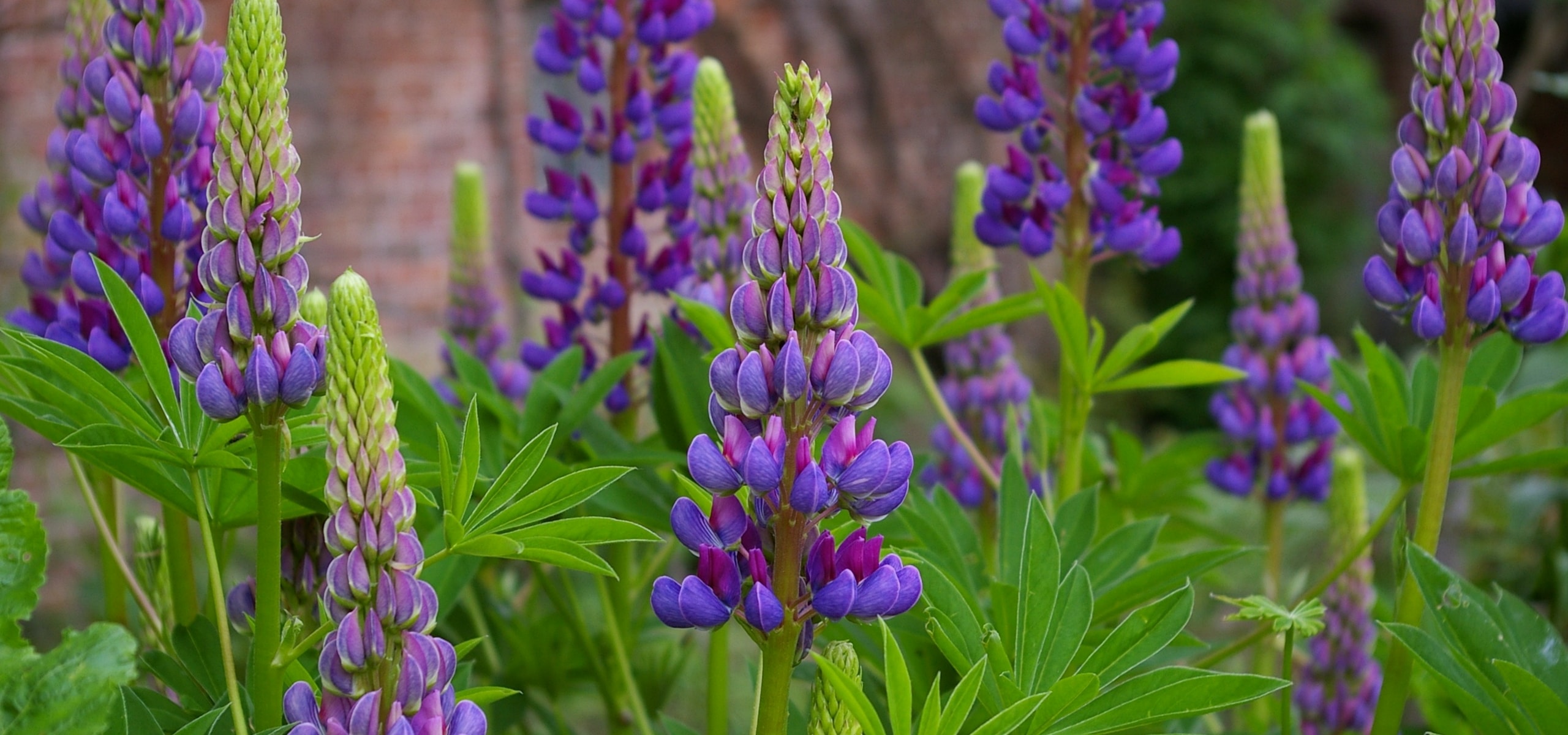 Succeeding in planting lupin