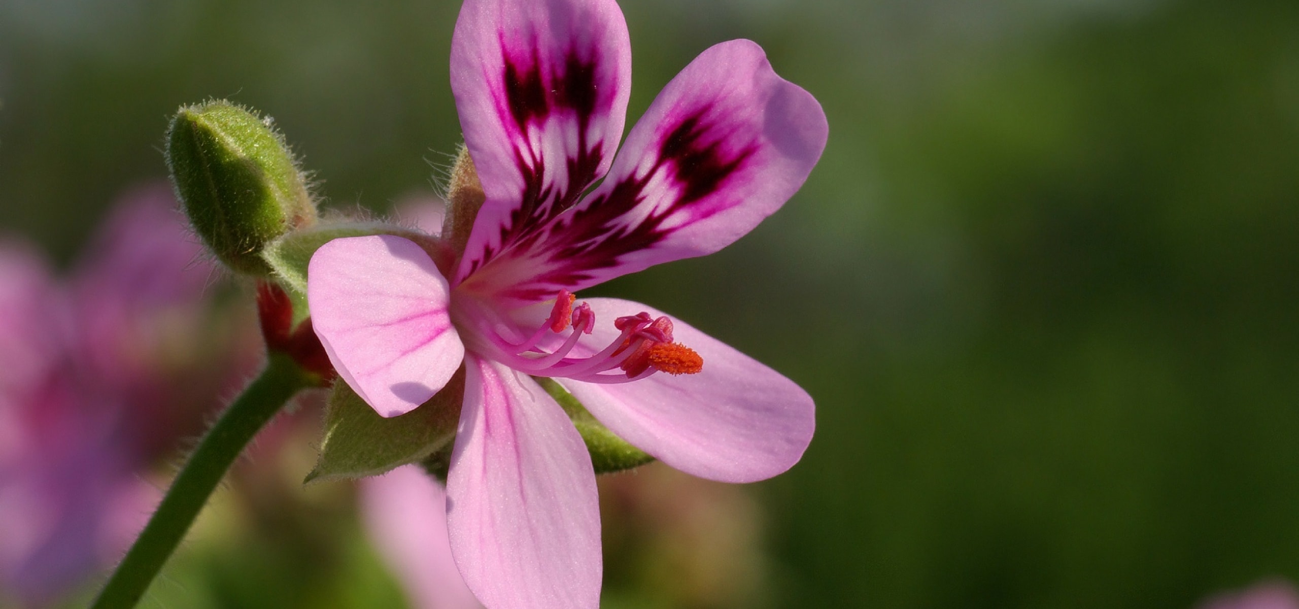 Repotting semi hardy annuals