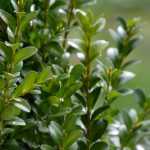 Planting a boxwood border