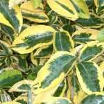 My Eleagnus (oleaster) is losing its leaves