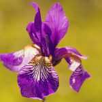 How to care for irises?