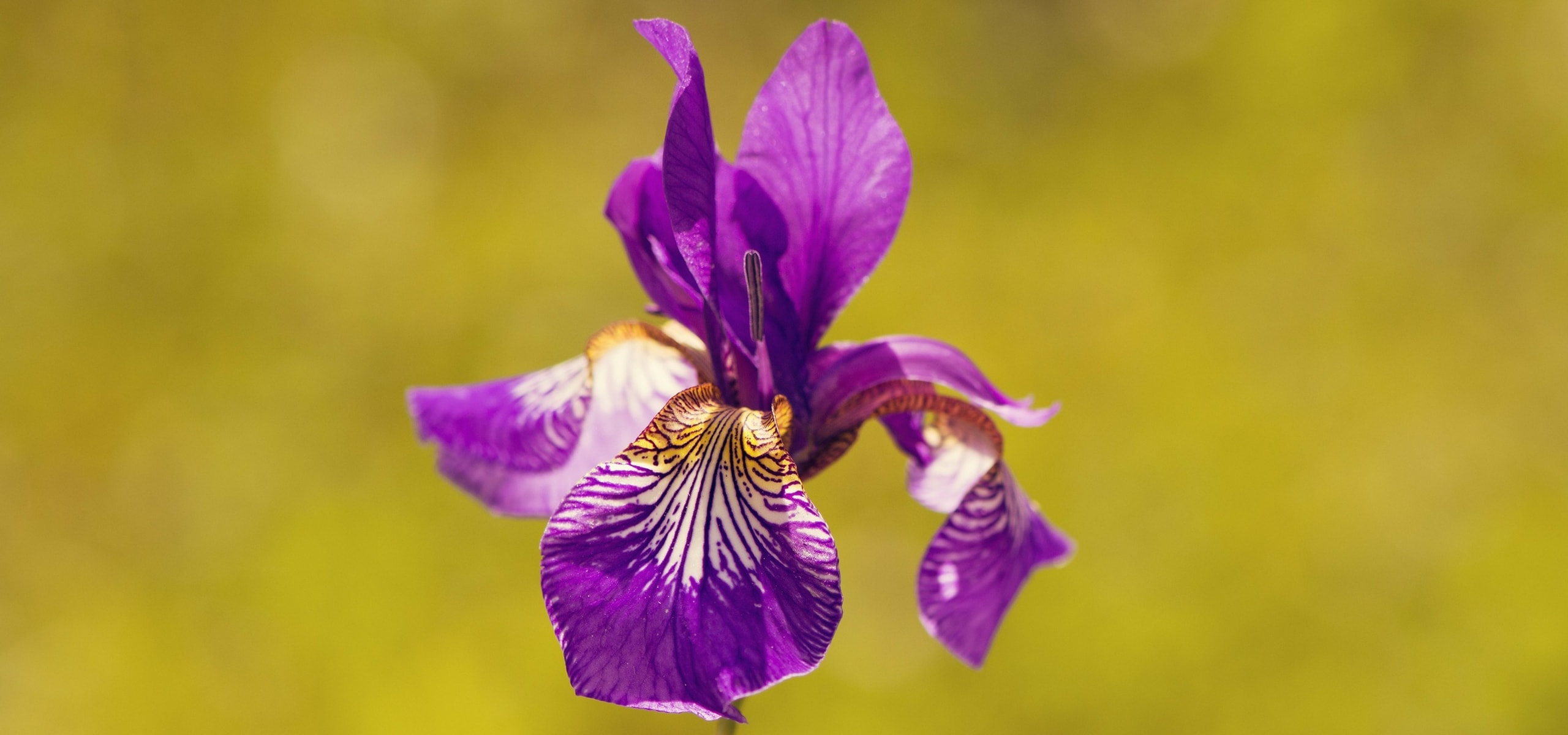 How to care for irises?