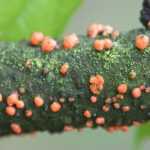 How to prevent coral disease?