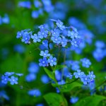 Succeed in planting Brunnera