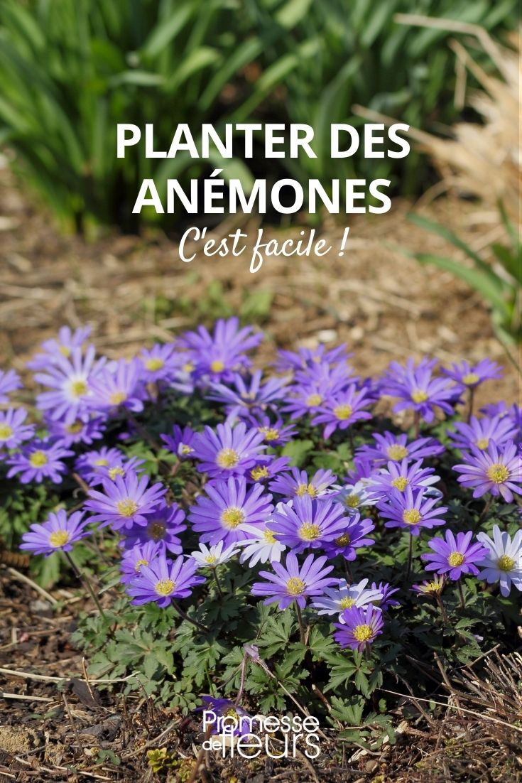 Planting Anemones