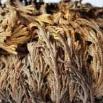 Plant and grow the Rose of Jericho