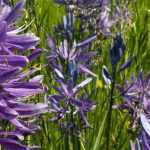 Camassias: planting and care