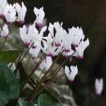 Cyclamen: planting and care