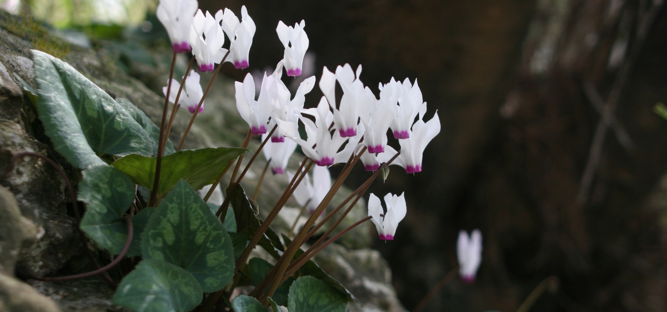 Cyclamen: planting and care