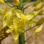 Eremurus: planting and care