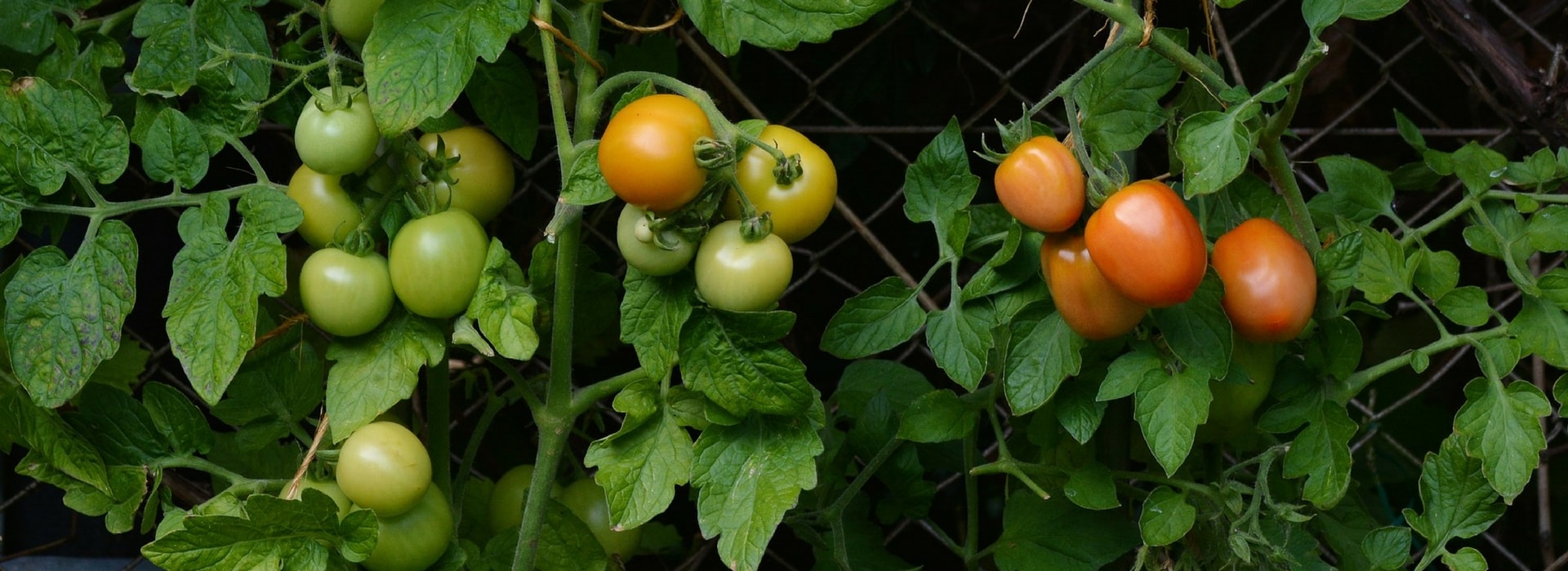 Plant tomatoes in plug plants