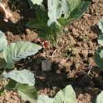 Sowing and pricking out cabbages