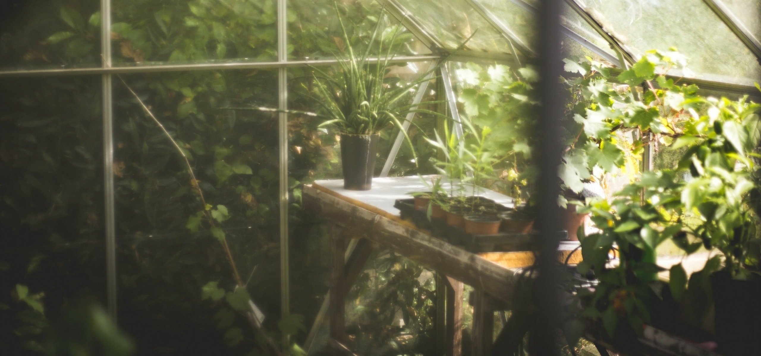 Plug plants: how to plant them well for a productive vegetable garden?