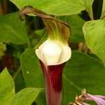 Planting arisaema