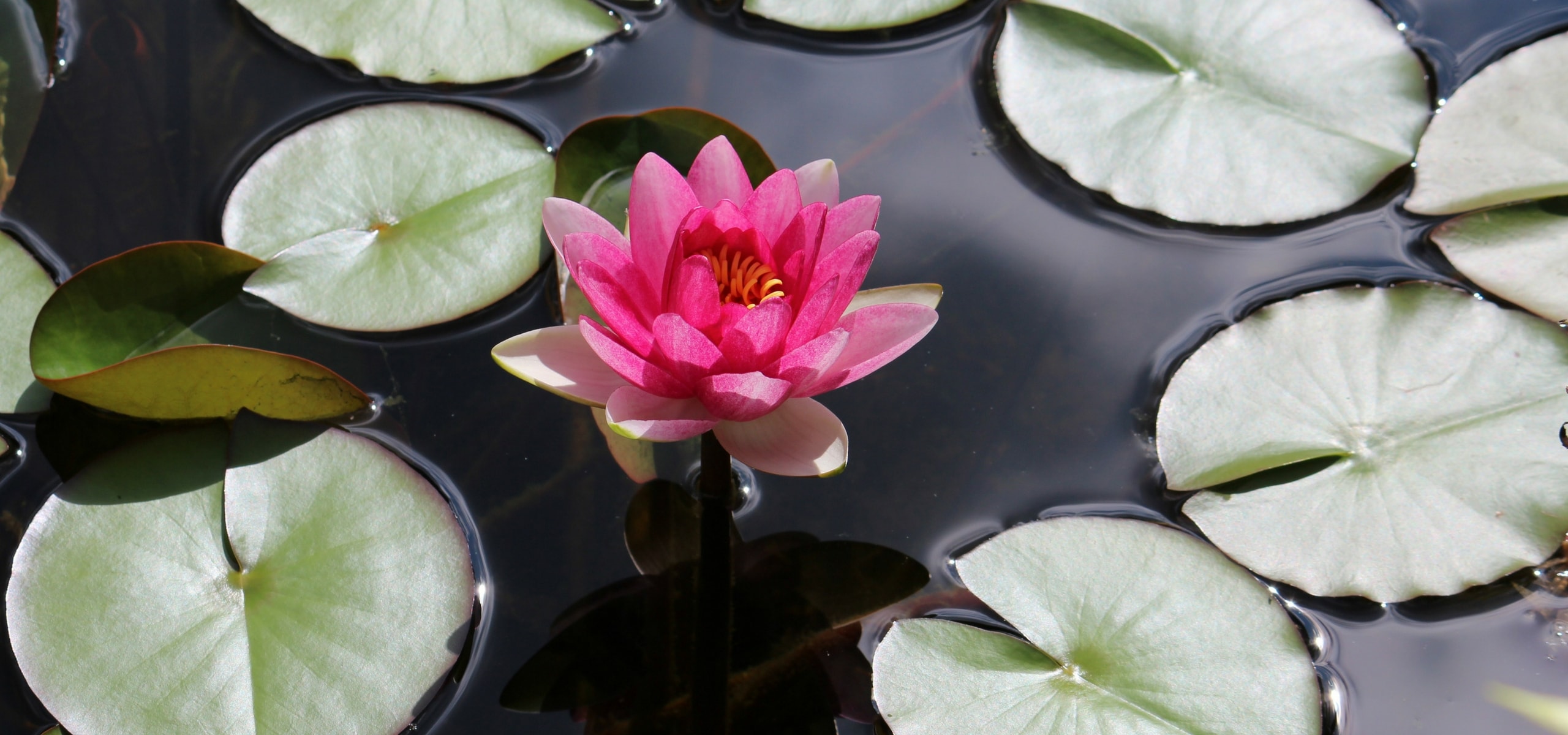 Planting water lilies