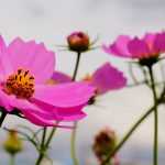 How to sow annual seeds: directly in the ground or in trays?