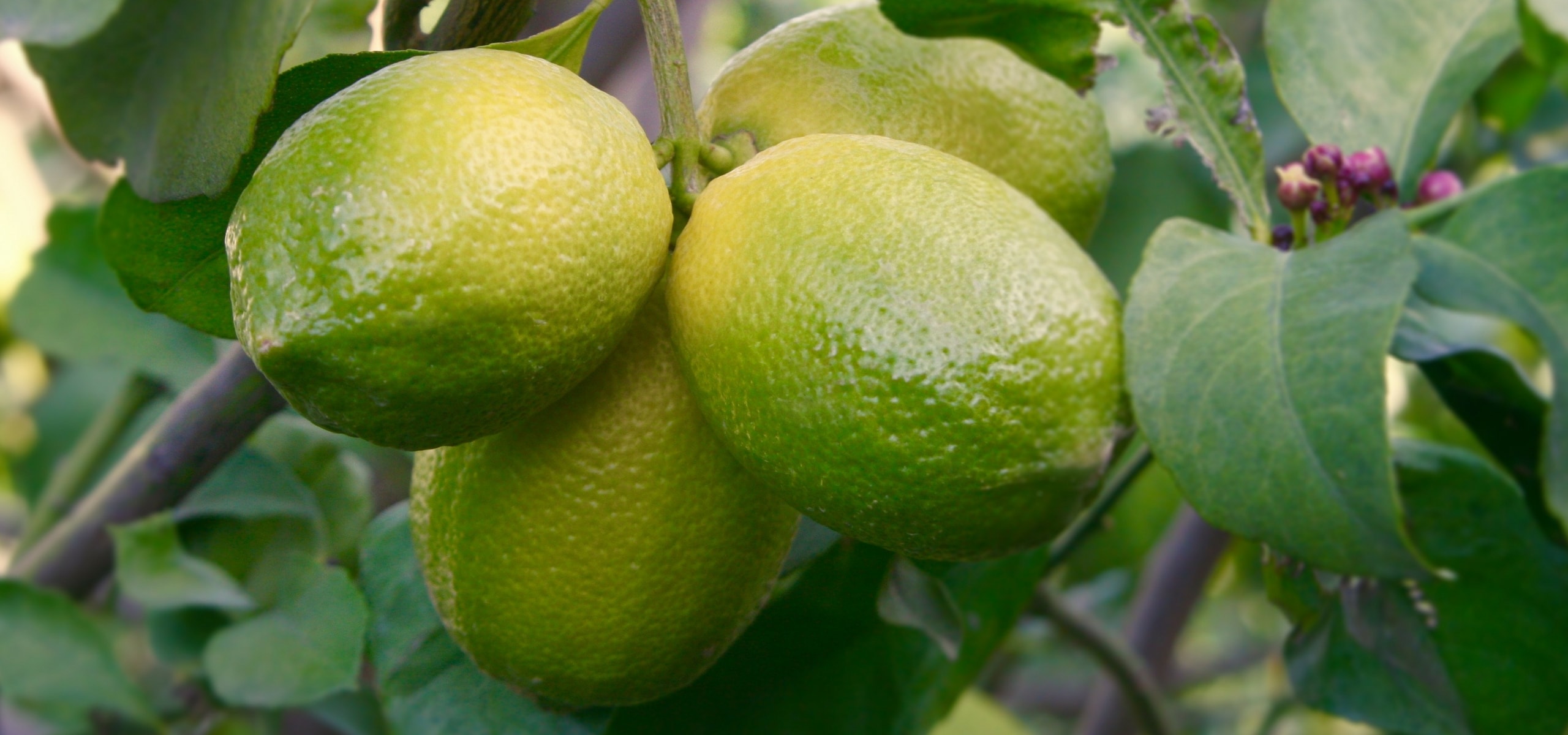 Planting citrus trees