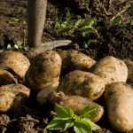 Cultivation, harvest and storage of potatoes