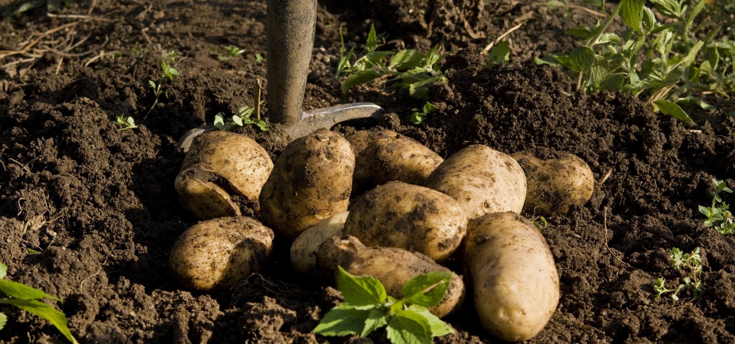Cultivation, harvest and storage of potatoes