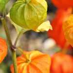 Cultivation of physalis