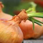 Harvesting and storing garlic, onion and shallot