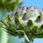 Artichoke: planting, sowing, growing and care