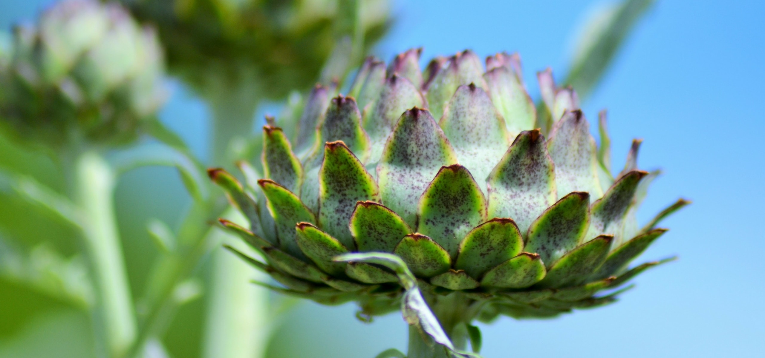 Succeeding in growing artichoke