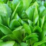 Succeeding in growing chicory