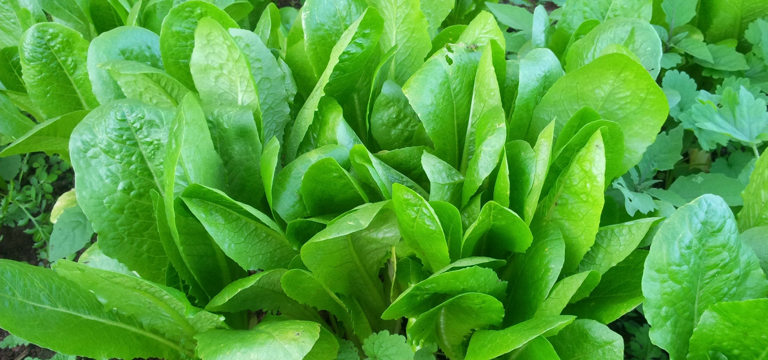 Succeeding in growing chicory