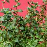 Sowing of aromatic plants