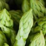 Plant asparagus