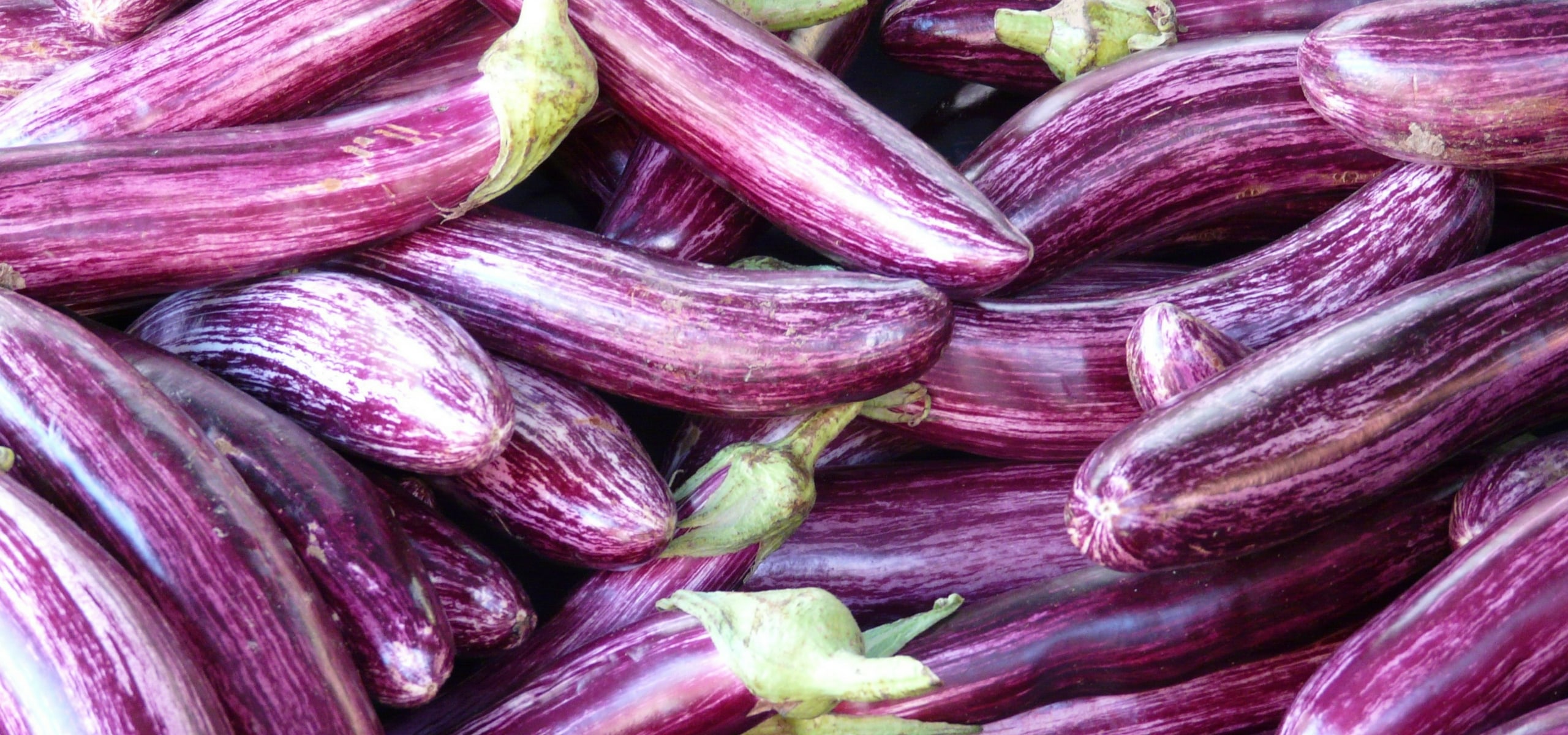Succeeding in growing aubergines