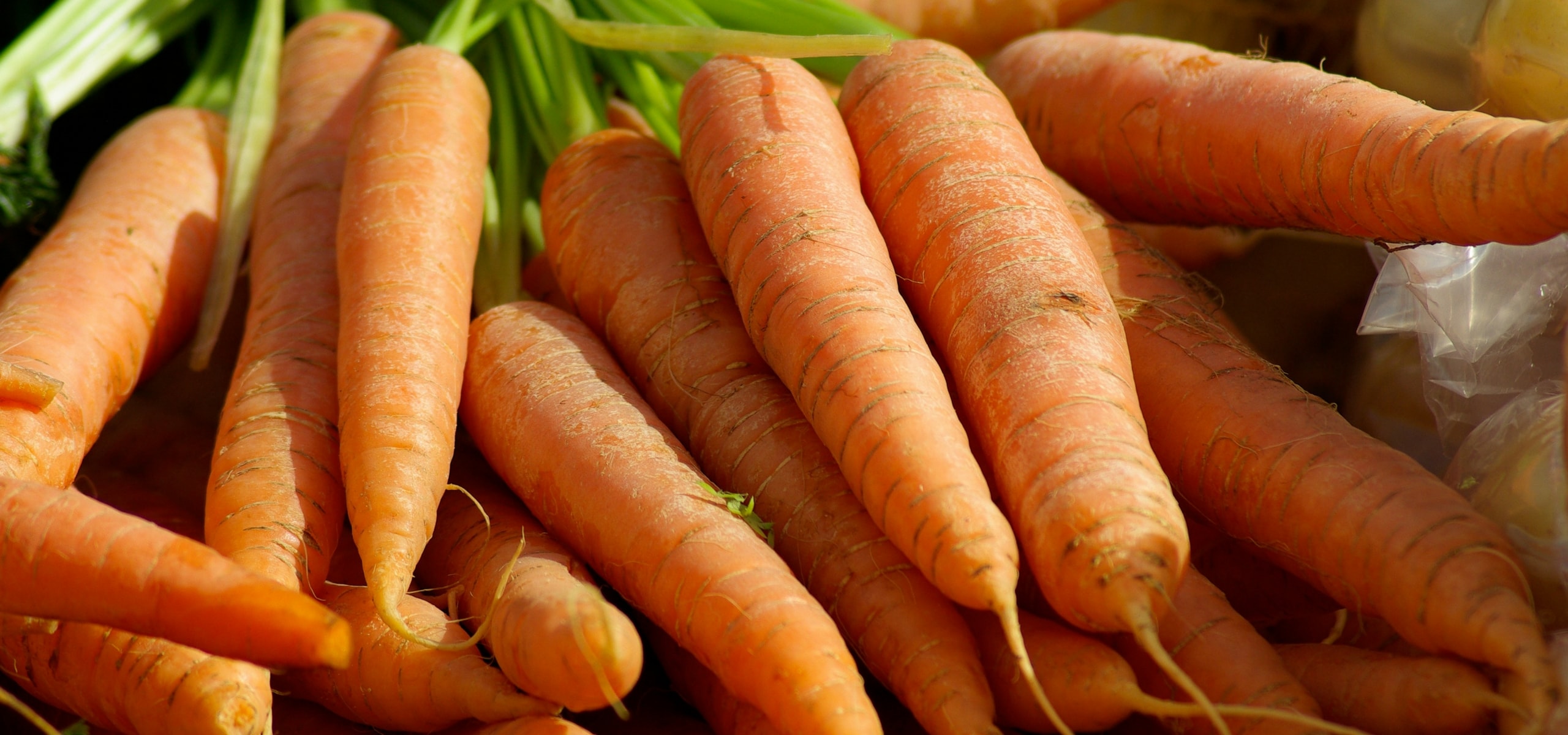 Carrot: sowing, growing, harvesting in the vegetable garden
