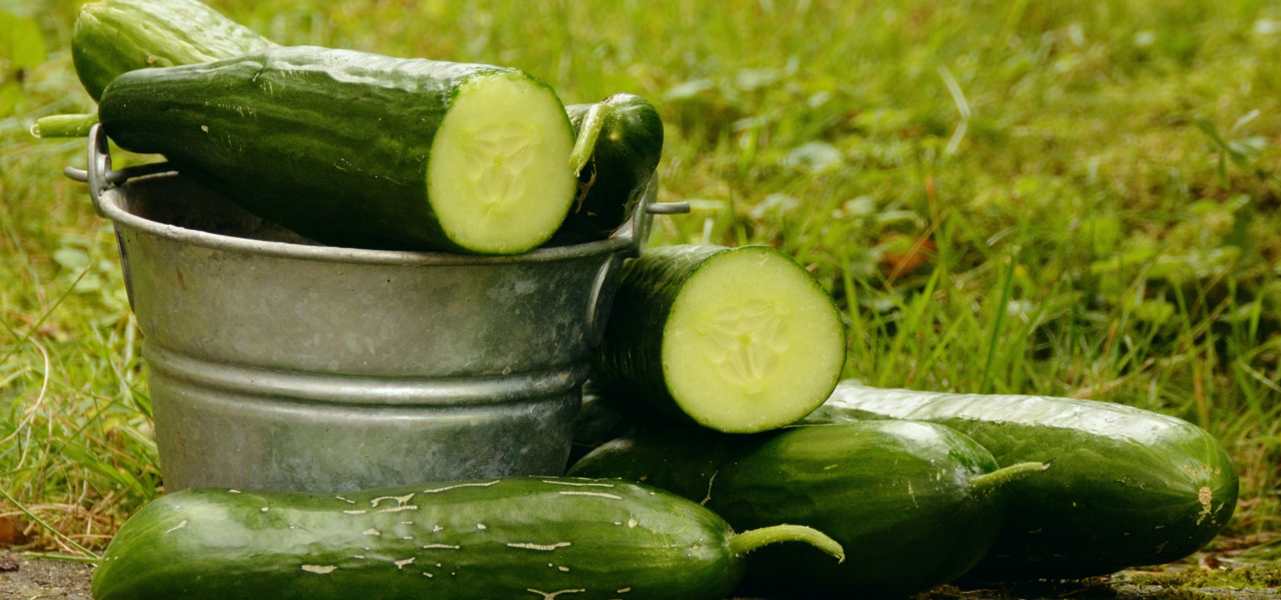 Succeeding in growing cucumbers and gherkins