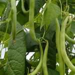 Growing beans: tips and tricks