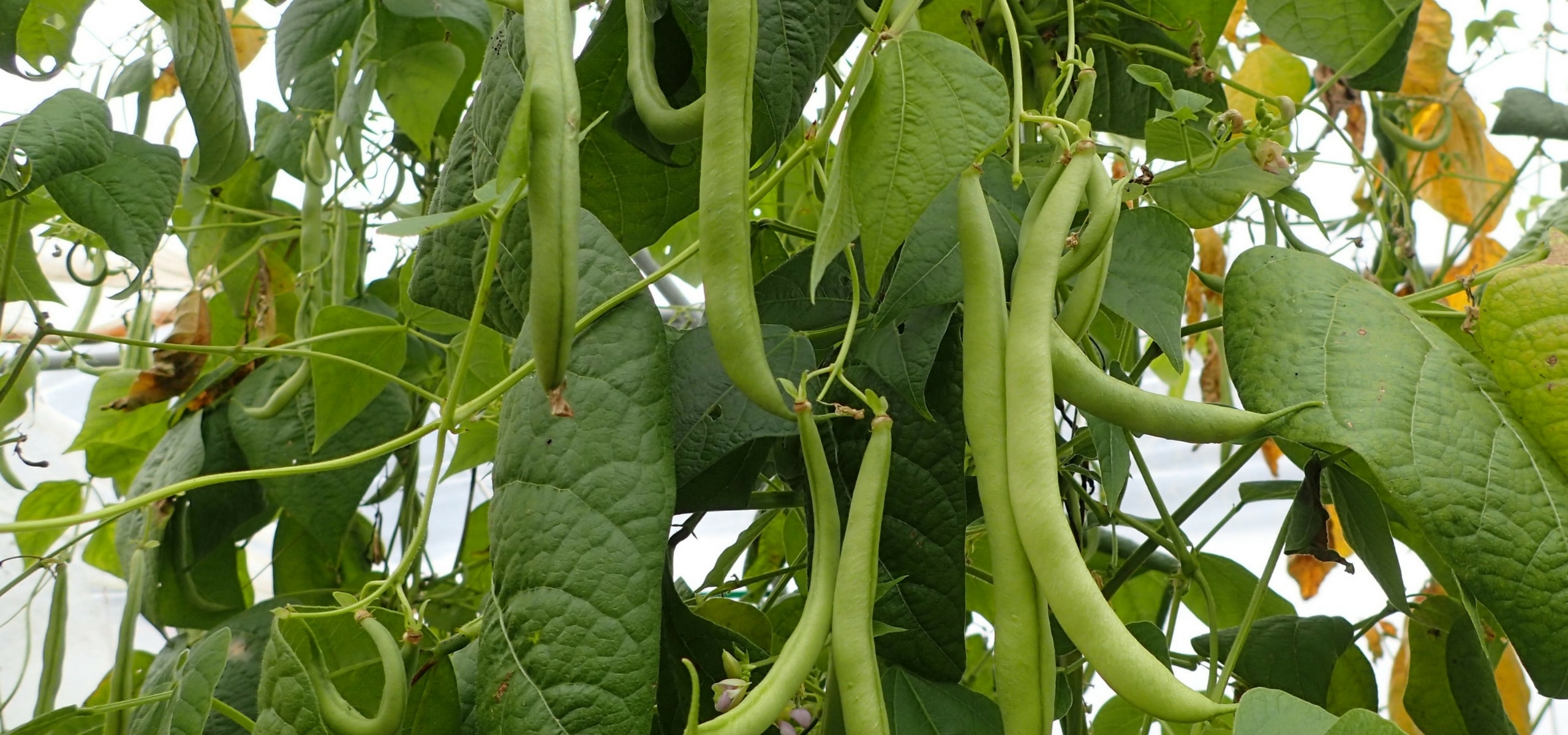 Growing beans: tips and tricks