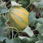 Succeeding in melon cultivation