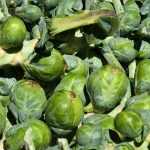 Succeeding in growing Brussels sprouts