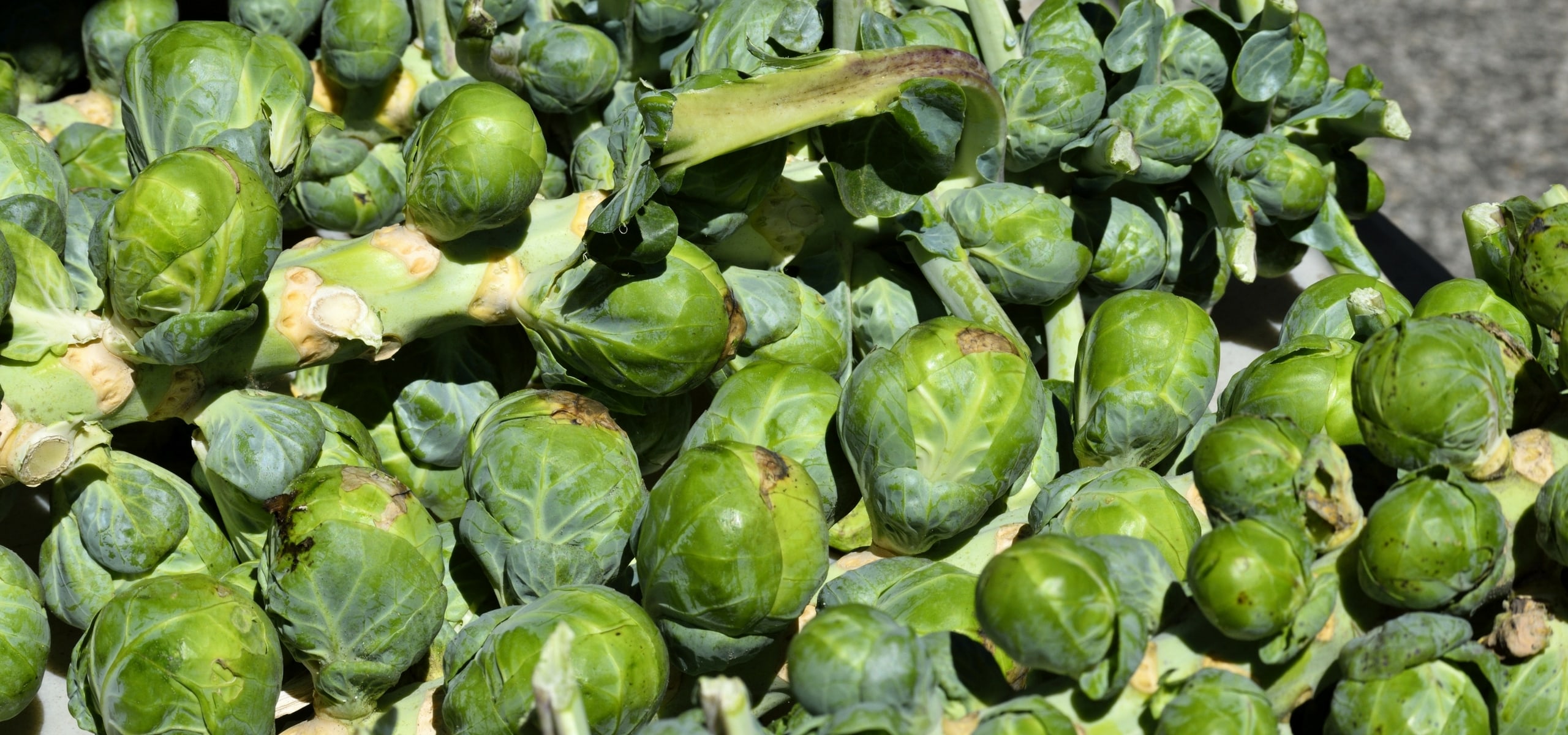 Succeeding in growing Brussels sprouts
