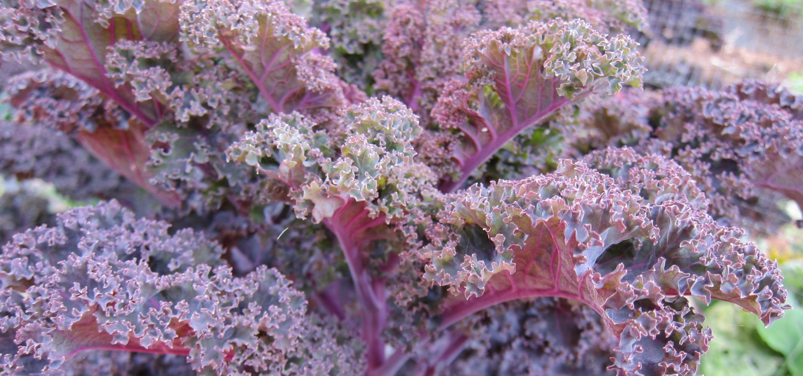 Growing kale and curly cabbage in the vegetable garden