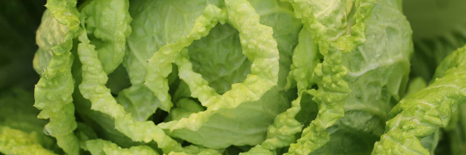 Succeeding in growing Chinese cabbages