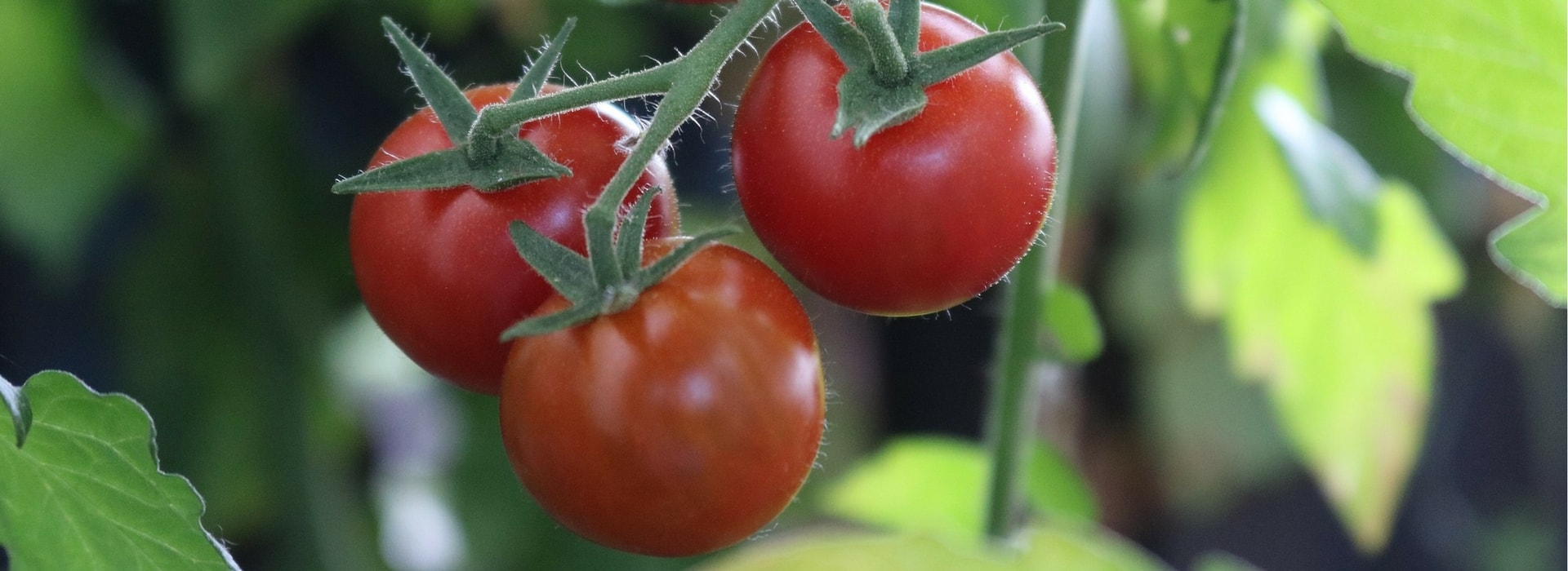 Succeeding in growing tomatoes