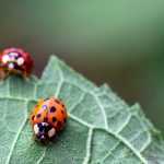 Biological control in the garden: attract beneficials to protect your crops naturally