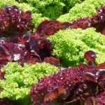Succeeding in growing salads