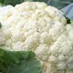 Succeeding in growing cauliflower and broccoli