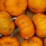 Sowing of squashes and courgettes